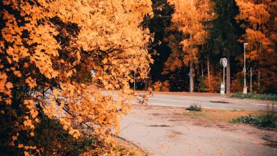 Road trees yellow 4k wallpaper