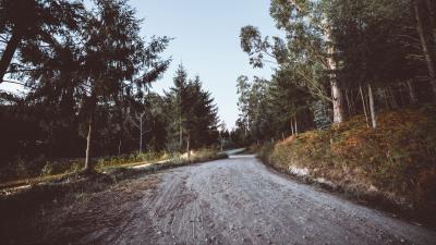 Road winding trees 4k wallpaper