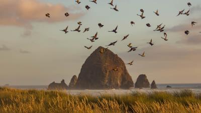 Rock block birds 4k wallpaper