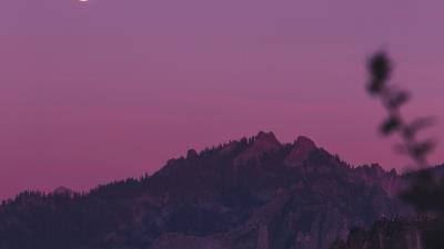 Rocks trees branches 4k wallpaper