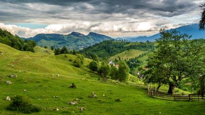 Romania field grass meadow 4k wallpaper