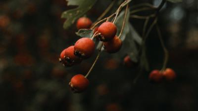 Rosehip bush plant 4k wallpaper