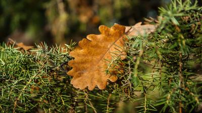 Rosemary oak leaves 4k wallpaper