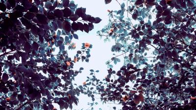 Roses flowers trees branches 4k wallpaper