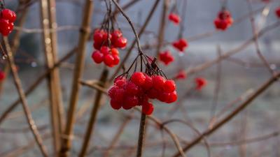 Rowan berry branch 4k wallpaper