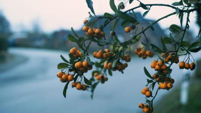 Rowan branch berries image 4k wallpaper