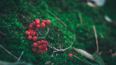 Rowan branch berries 4k wallpaper