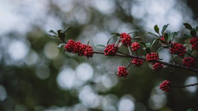 Rowanberry berries branch 4k wallpaper