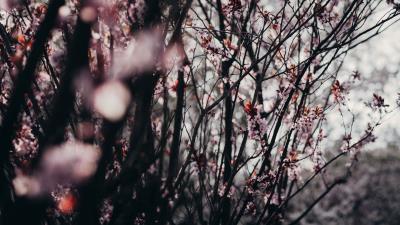 Sakura flowers trees 4k wallpaper