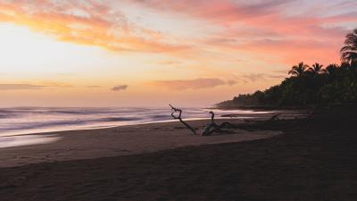 Sea beach branches 4k wallpaper