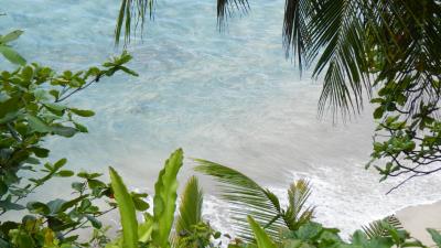 Sea branches natur 4k wallpaper