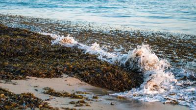 Sea foam seaweed landscap 4k wallpaper