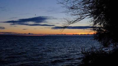 Sea horizon branches 4k wallpaper