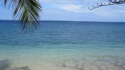 Sea palm branch natur 4k wallpaper