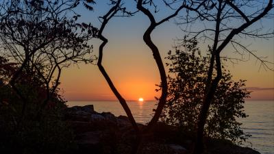 Sea sunset branches 4k wallpaper