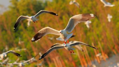 Seagulls birds flying sea 4k wallpaper