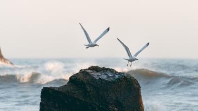 Seagulls birds rocks 4k wallpaper