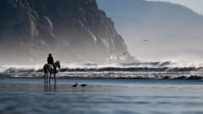 sea beach horse rider birds 4k wallpaper