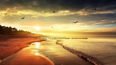 sea beach nature birds light 4k wallpaper