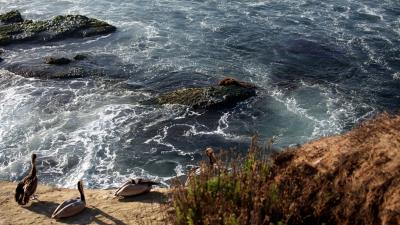 sea shore waves birds 4k wallpaper