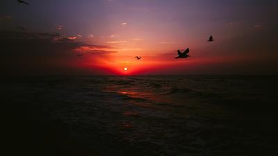sea sunset birds 4k wallpaper