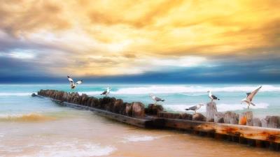 seagulls logs birds coast sea sky yellow blue beach horizon 4k wallpaper