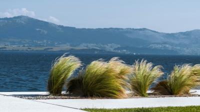 Sea wind plants 4k wallpaper