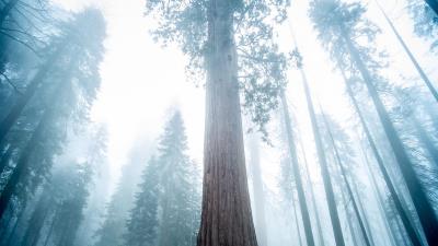 Sequoia tree forest 4k wallpaper