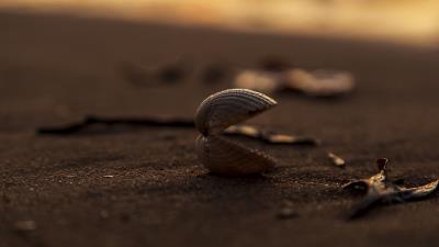 Shell sand macro 4k wallpaper
