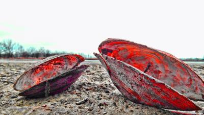 Shell sand mud beac 4k wallpaper