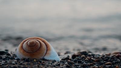 Shell sea stones 4k wallpaper