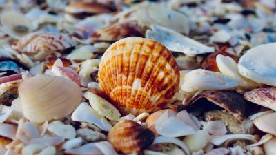 Shells the beach sea 4k wallpaper