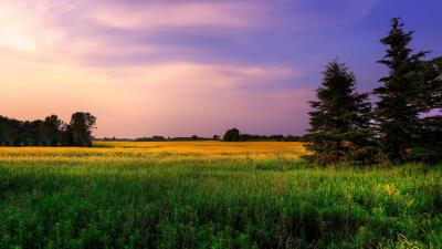 Sky lilac shades field fir trees grass flowers summer 4k wallpaper