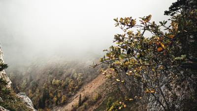 Slope fog bushes 4k wallpaper