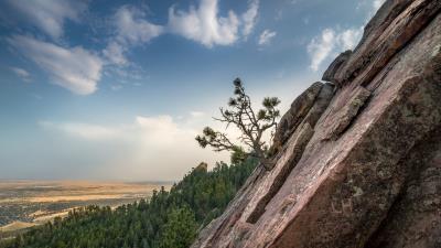 Slope tree forest 4k wallpaper