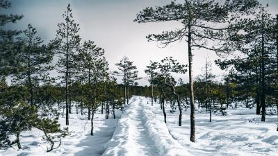 Snow path trees 4k wallpaper