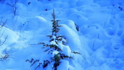 Snow spruce prickles 4k wallpaper