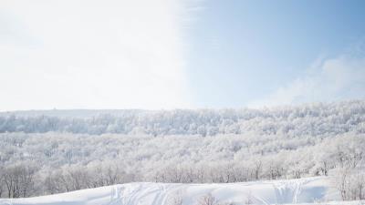 Snow trees sky 4k wallpaper