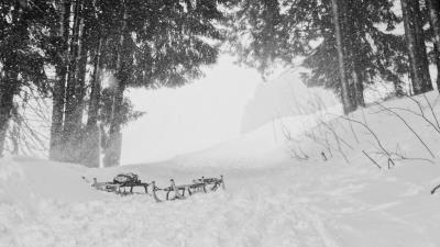 Snow trees sleds 4k wallpaper