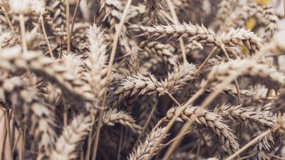 Spikelets plant ripe 4k wallpaper