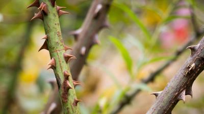 Spikes stem bush 4k wallpaper