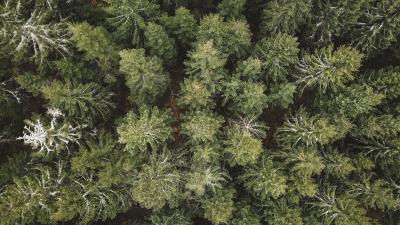 Spruce aerial view forest 4k wallpaper