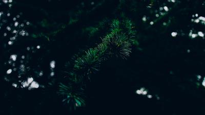Spruce branch spines 4k wallpaper