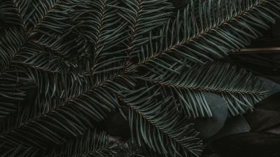 Spruce branches needles 4k wallpaper