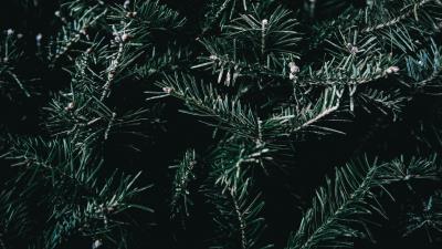 Spruce branches spines image 4k wallpaper