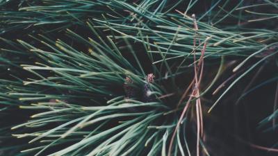 Spruce branches spines 4k wallpaper