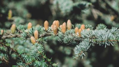 Spruce bumps spines 4k wallpaper