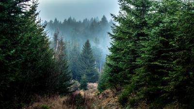Spruce forest fog g 4k wallpaper