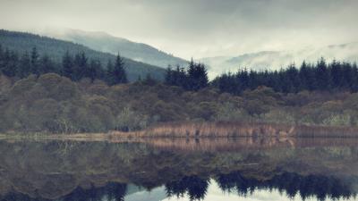 Spruce forest fog hh 4k wallpaper