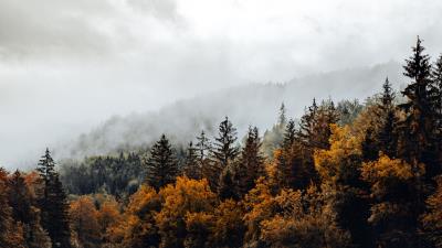 Spruce forest fog image 4k wallpaper